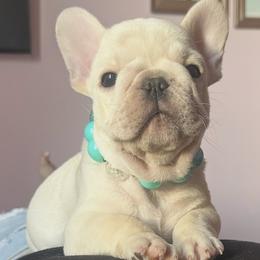 French Bulldog Puppies from Prickly Pear Kennels