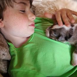 Border Collie Puppies from Bond Border Collies