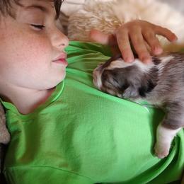 Border Collie Puppies from Bond Border Collies