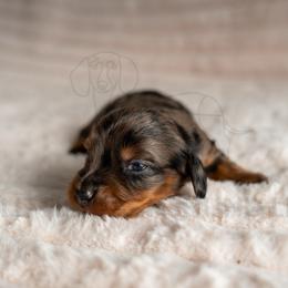 Miso - Black and tan male Dachshund puppy in Temecula, California from Naomi Magee's Dachshund Kennel
