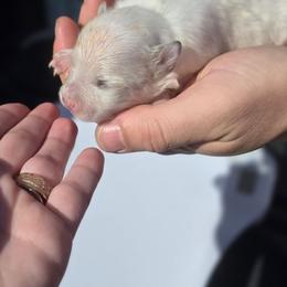 Leia - White female Pomeranian puppy in Chattanooga, Tennessee from Valley Poms