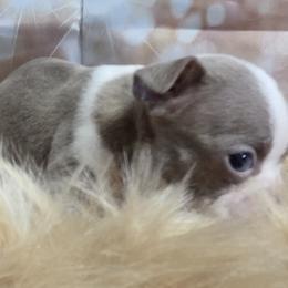 Girl 1 - Lilac female Boston Terrier puppy in Saint Agatha, Maine from Spruce Valley Miniature Dachshunds & Boston Terriers