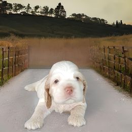 Cocker Spaniel Puppies from Swift Creek Cocker Spaniel