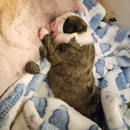 Boy 1 - Red brindle and white male Bulldog puppy in Lexington, Kentucky from E. Clive Bulldogs
