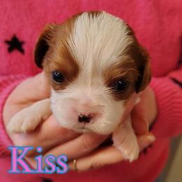 Kiss - Blenheim female Cavalier King Charles Spaniel puppy in Rockville, Maryland from Skais the Limit Cavaliers