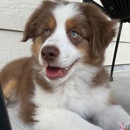 Miniature Australian Shepherd Puppies from Aussies Acre