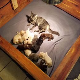 Dilute Retriever and Labradoodle Puppies from Von Bussler Labradoodles & Retrievers