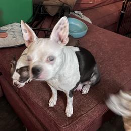 Paisley - Boston Terrier