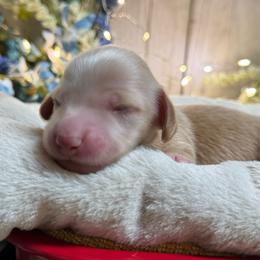 Birch - Cream male Dachshund puppy in Fayetteville, West Virginia from Loop Creek Dachshunds