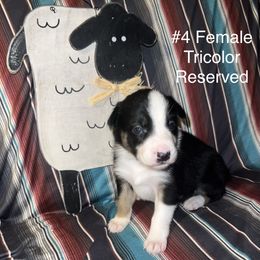 Sister - Tri-color female Border Collie puppy in Liverpool, Pennsylvania from Breezy Acres Stock & Sporting Dogs