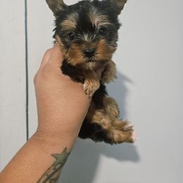 Girl 1 - Black and gold female Yorkshire Terrier puppy in Portland, Oregon from Mama & I Yorkshire's