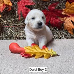 Dulci girl 2 - Light golden female Golden Retriever puppy in Niles, Michigan from Composer Goldens