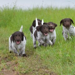 Kleine Munsterlanders from Hunting Hills Kennel