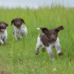 Kleine Munsterlanders from Hunting Hills Kennel