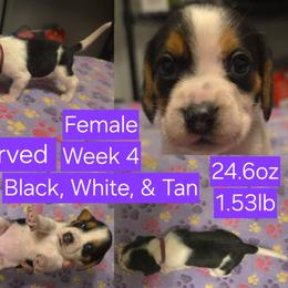 Luna-Purple Female - Black white and tan female Beagle puppy in Bemidji, Minnesota from Nse Farms Beagles
