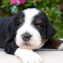 Drift - Tri-color male Bernedoodle puppy in Folsom, Louisiana from DoodlesFarmCo