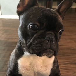 Luna - French Bulldog