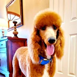 Goldendoodles and Poodles from Prime Doodles
