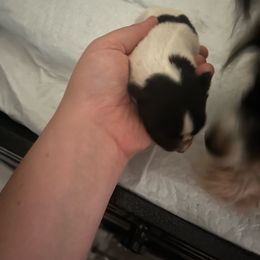 Dott - White and black female Papillon puppy in Diana, Texas from The Barking Cow Farms
