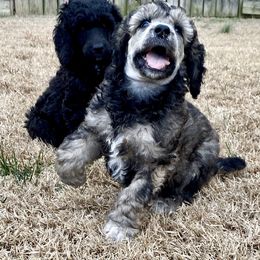 Poodle Puppies from Cosmic Caliber Standard Poodles
