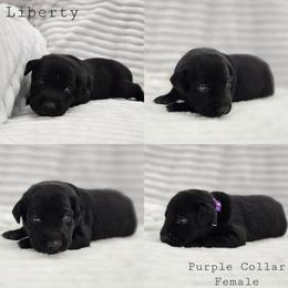 Liberty - Purple Collar - Black female Labrador Retriever puppy in Boyd, Minnesota from Lindley Labradors