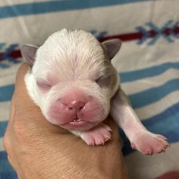 Archie - Lilac male Boston Terrier puppy in Corning, California from SB Bostons / Raksha Malinois