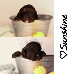 Double Doodle, Goldendoodle, and Sheepadoodle Puppies from Shaw Spring's Canines