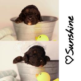 Double Doodle, Goldendoodle, and Sheepadoodle Puppies from Shaw Spring's Canines
