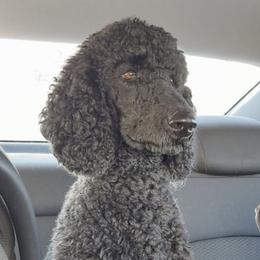 Loki - Poodle