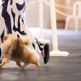 Pomeranians and Poodles from Poodles & Pomeranians of Manila