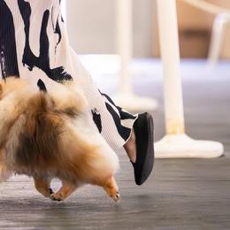 Pomeranians and Poodles from Poodles & Pomeranians of Manila