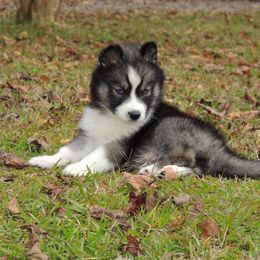 Pomsky and Siberian Husky Puppies from Beastly Beauties Huskies & Pomskies
