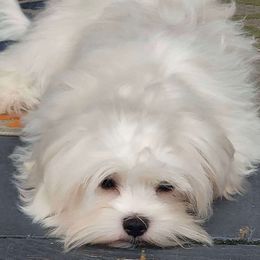 Cora - Maltese
