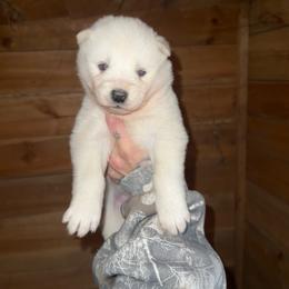 Girl 1 - White female Siberian Husky puppy in Iron River, Wisconsin from Wiemeri Siberians