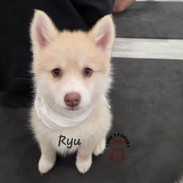 Ryu - Red and white male Pomsky puppy in Blaine, Minnesota from Yuna's Pomsky