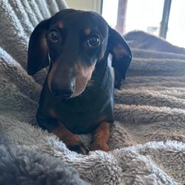 Reggie - Dachshund