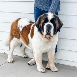 Lantis - Saint Bernard