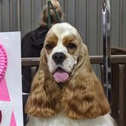Cocker Spaniels from Monthaven Cockers