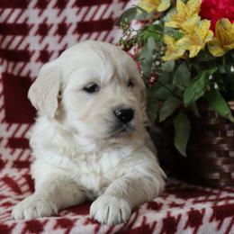 Francis - Light golden female Golden Retriever puppy in Fredericksburg, Ohio from Golden family companion's