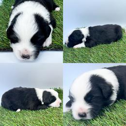 Black tri male - Black tri male Miniature Australian Shepherd puppy in Brooker, Florida from Honey, I Shrunk the Aussies