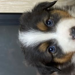 Billy - Australian Shepherd puppy in Poway, California from Side Tongue Shepherds