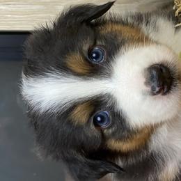 Billy - Australian Shepherd puppy in Poway, California from Side Tongue Shepherds