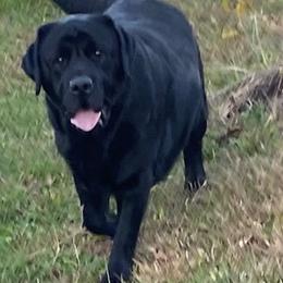 Simba - Black male Labrador Retriever puppy in Maynardville, Tennessee from Three Bears Labradors