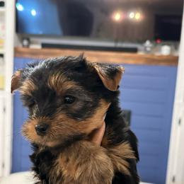 Leo red collar - Black and tan male Yorkshire Terrier puppy in Selden, New York from Alisha's Yorkshire Terriers