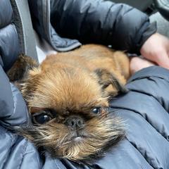 Brussels Griffon All Grown Up from Lavish Griffons