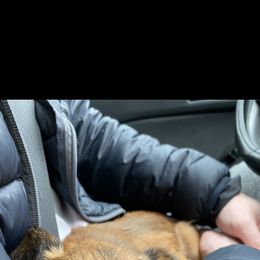 Brussels Griffon All Grown Up from Lavish Griffons