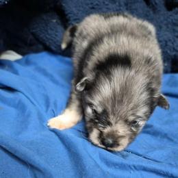 Blue merle 1 - Blue merle male Pomeranian puppy in Hazleton, Indiana from Hyneman's Haven Poms