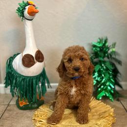 Marigold - Female - Red  female Goldendoodle puppy in Peoria, Arizona from Wroth's Pawsibilities