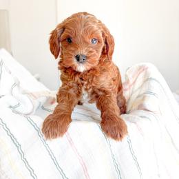 Millie - Red  female Goldendoodle puppy in Vancouver, Washington from Pnwfamilydoodles