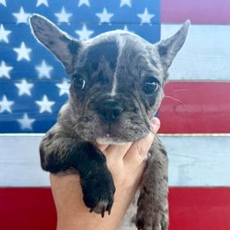 Girl 3 - Brindle and white female French Bulldog puppy in Summerville, Tennessee from R&J Frenchie